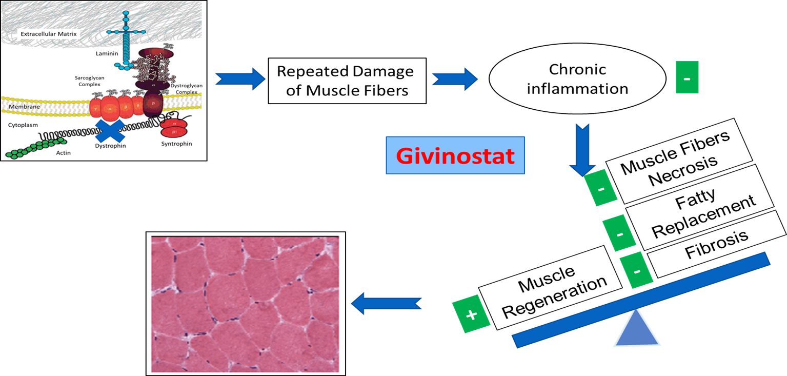Dystrophic Muscle with Givinostat